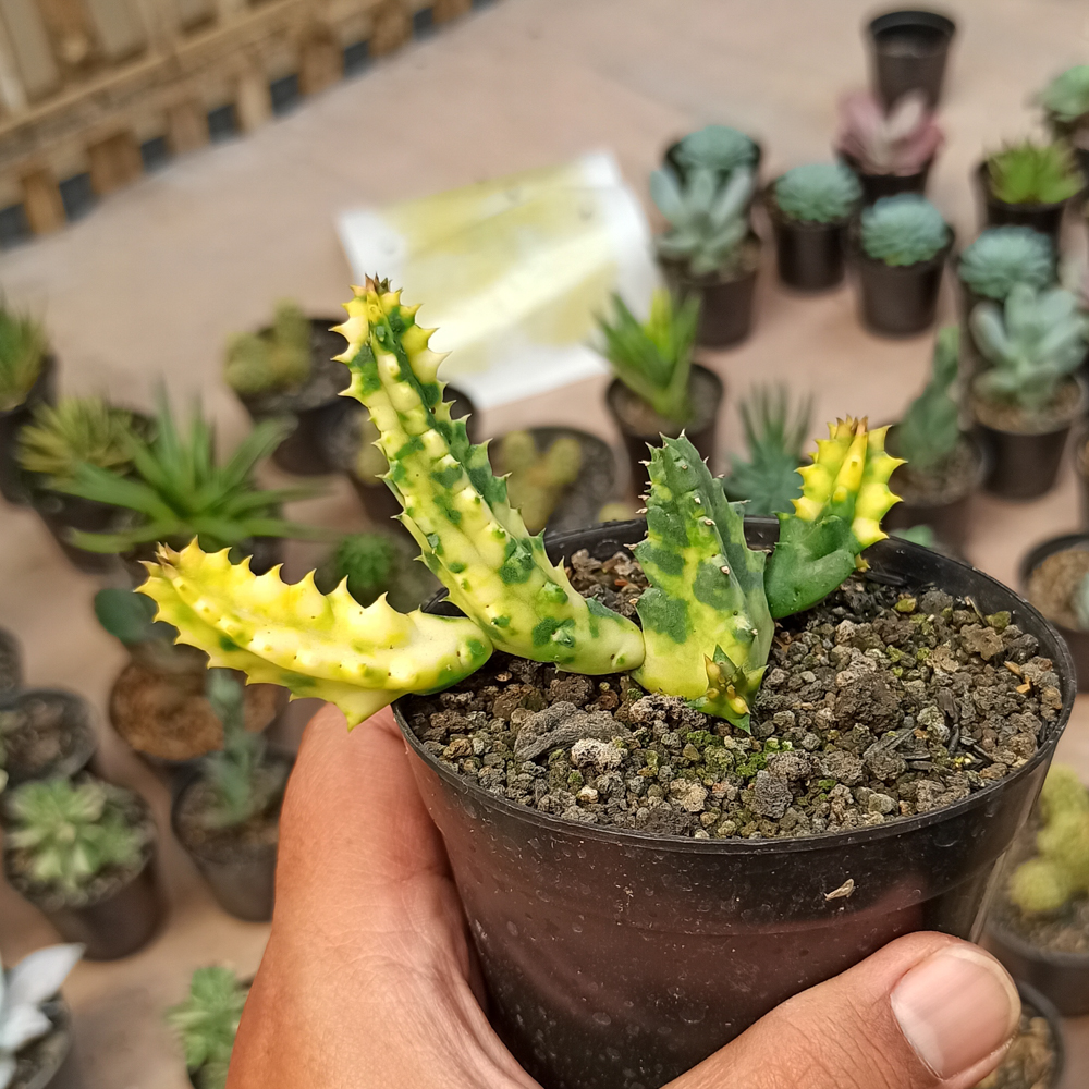 Jovibarba Plants For Sale Kaktus Id Source Quality Cactus