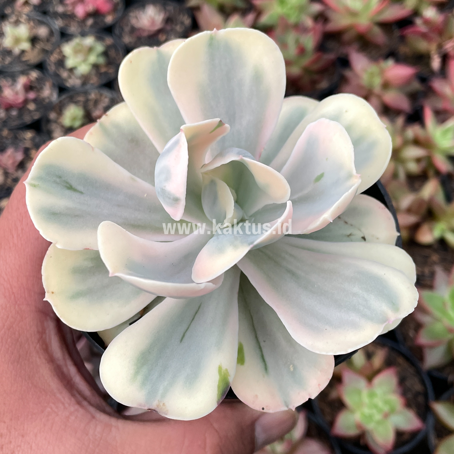 Rare Succulents Plants For Sale Kaktus Indonesia Kaktus Id