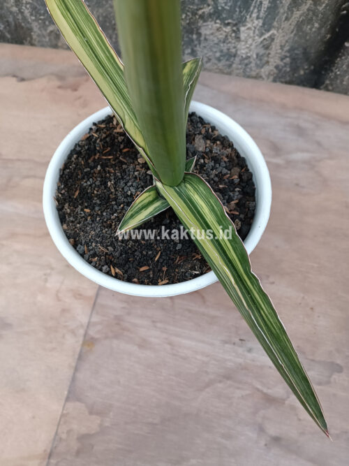 Buy Sell High Quality Sansevieria Robusta Dwarf Variegated From Indonesia