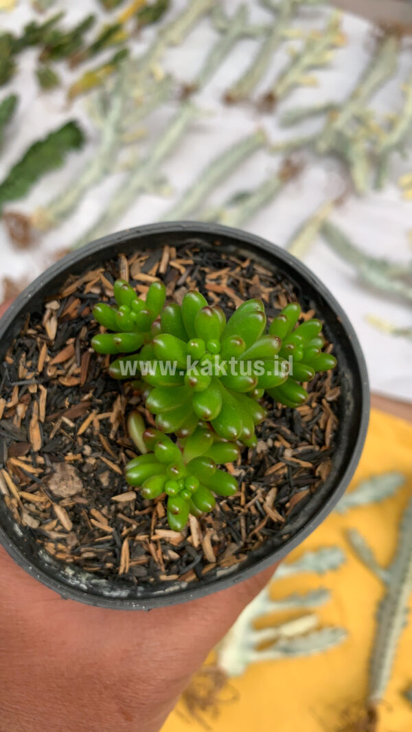 Sedum Plants For Sale From Kaktus Id Source Quality Cactus And