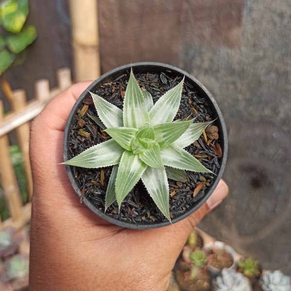 001. Haworthia Magnifica Var. Acuminata CV. Grey Ghost