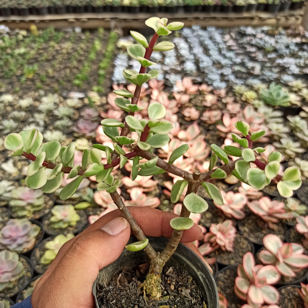 Portulacaria Afra