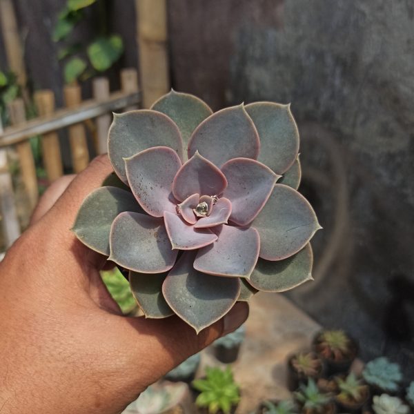 036. Echeveria 'Purple Pearl' / Echeveria Perle Von Nurnberg