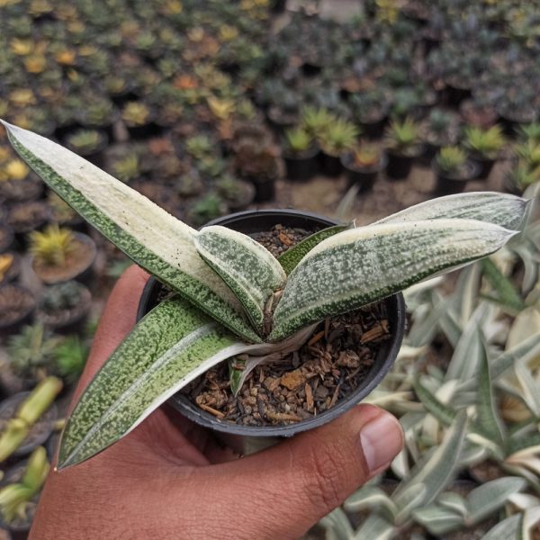 043. Gasteria Batesiana White Variegated