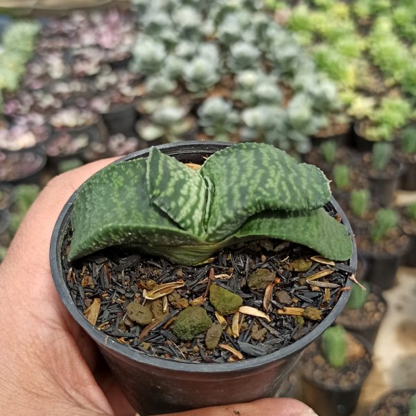 070. Gasteria Armstrongii