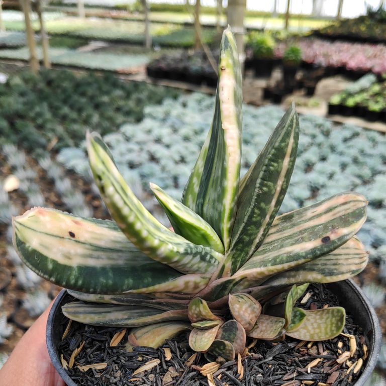 Gasteria Brachyphylla Variegated