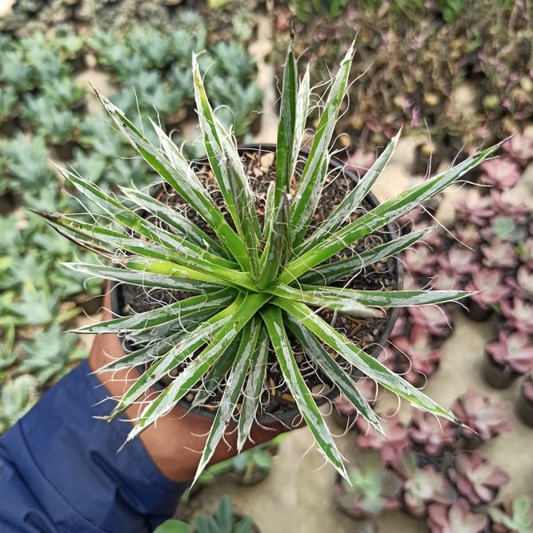 082. Agave Filifera