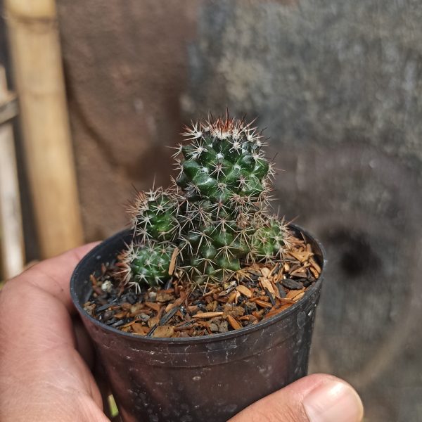 118. Mammillaria Backebergiana