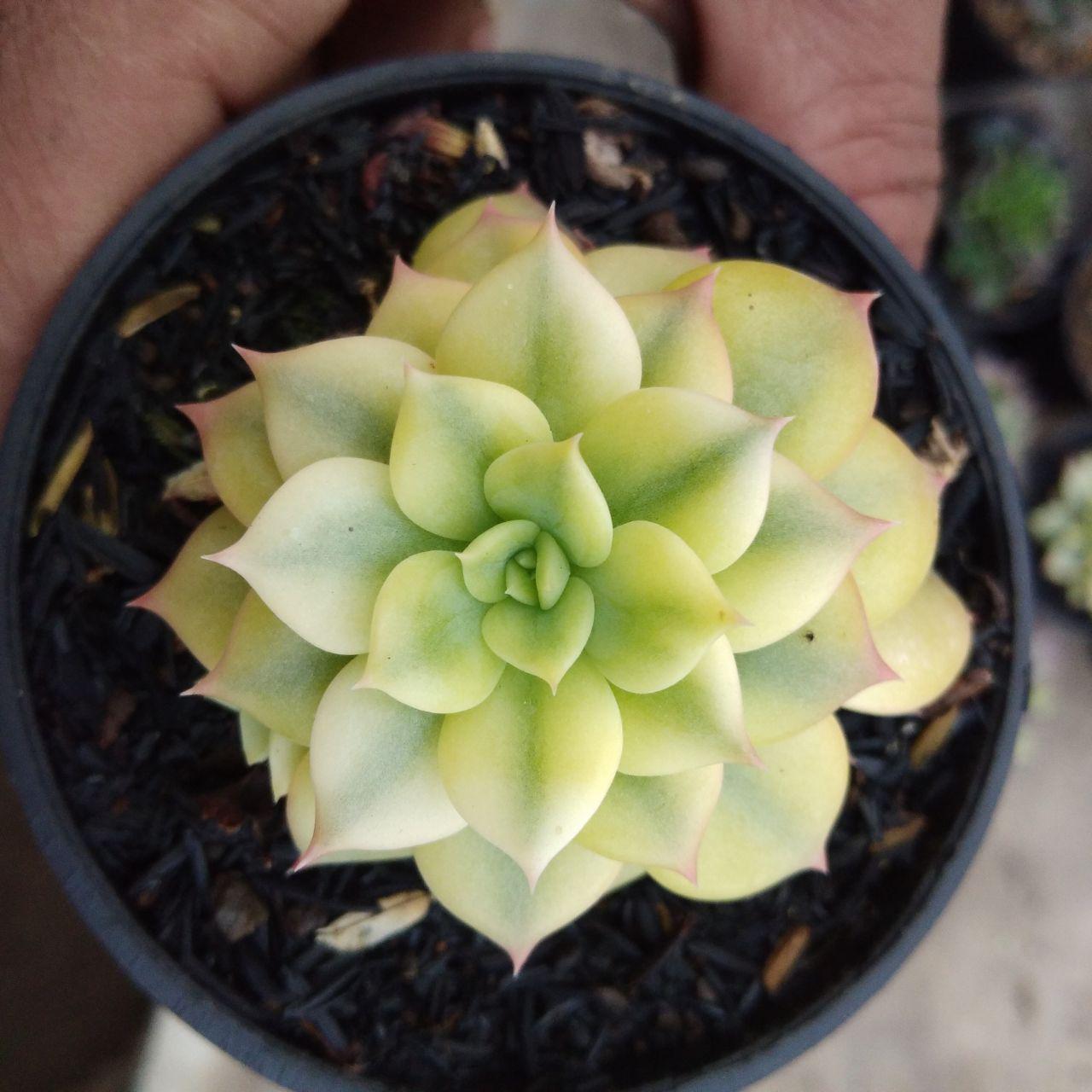 Echeveria Black Prince Afra Variegated. Interest to buy succulents from Indonesia? kaktus.id online store selling many succulents varieties from Indonesia, start price from USD 1. We have rare collection item e.g black prince variegated, crested, variegated succulents, mutation succulents, euphorbia, caudex plants and many others. All the orders will process professional by experienced team. Just place your order directly on this website, all the cost will automatically calculate.