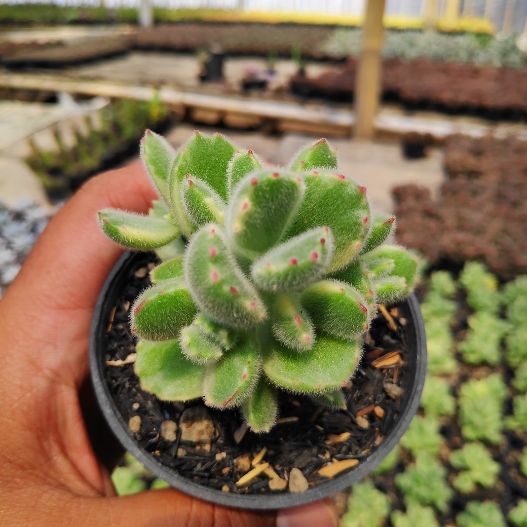 170. Cotyledon Tomentosa ‘Bear’s Paw’ Variegated 2