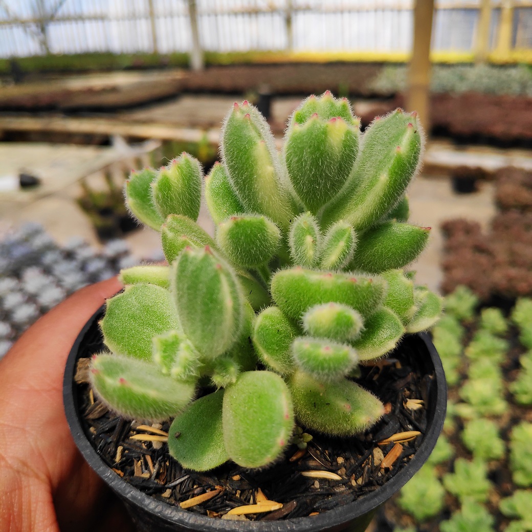170. Cotyledon Tomentosa ‘Bear’s Paw’ Variegated 2