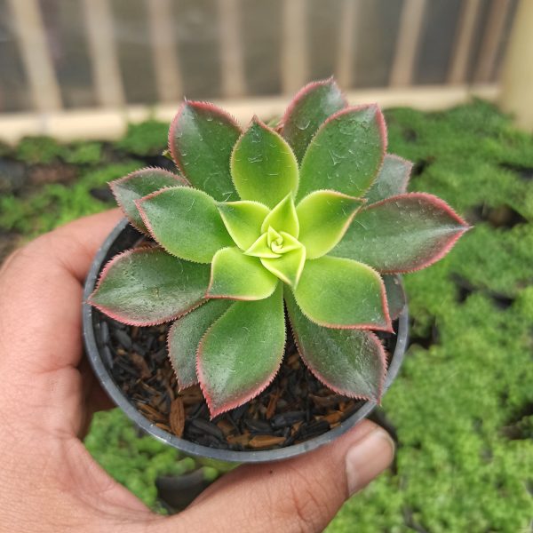 306. Aeonium Kiwi