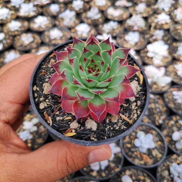 190. Sempervivum Tectorum Var. Calcareum 'Fire Dragon' 2