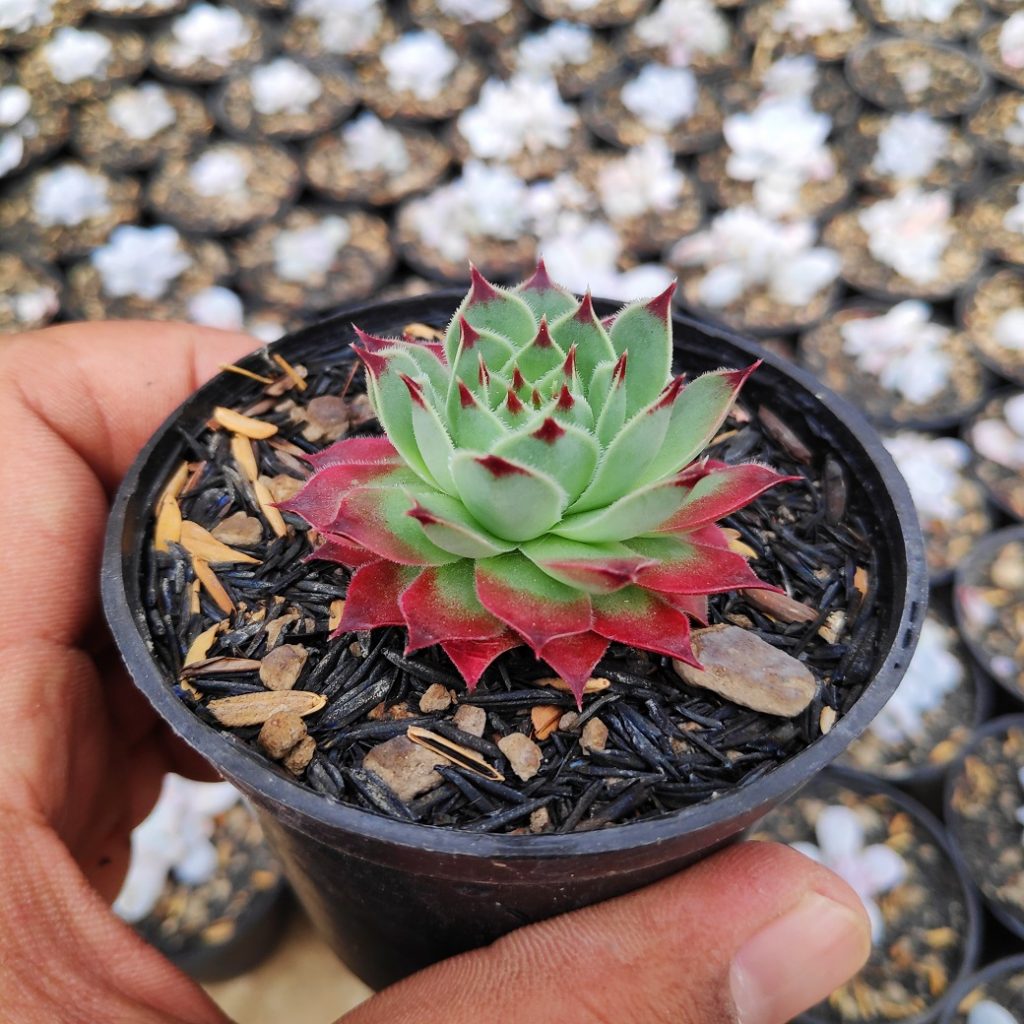 Sempervivum Tectorum Var. Calcareum 'Fire Dragon' For Sale