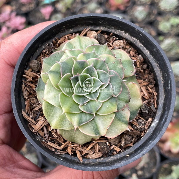 191. Graptopetalum Bellum Lite Variegated