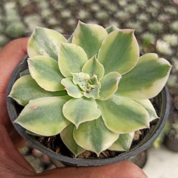 192. Echeveria Meridian Mutation Variegated