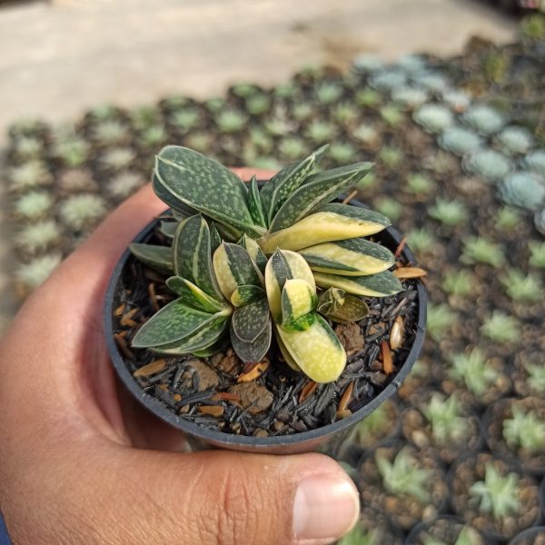 077. Gasteria Minima Variegated