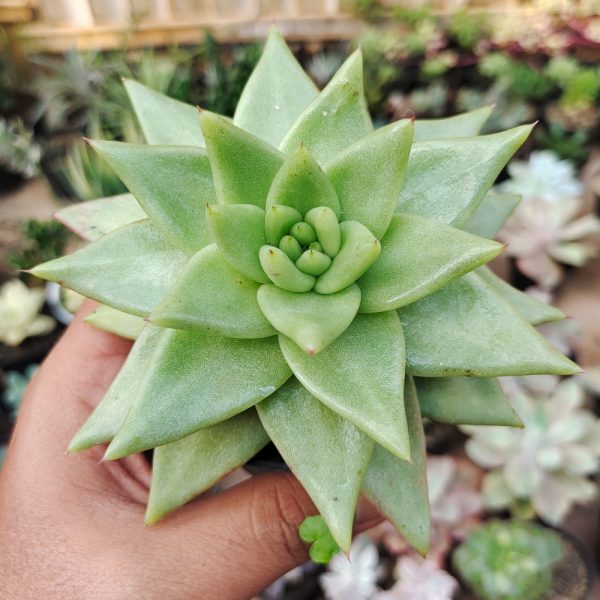 202. Echeveria Agavoides Aqua Marine