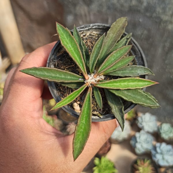 102. Euphorbia Cylindrifolia Tuberifera ( Appendix I Restricted Items - For Indonesia Shipment Only. )