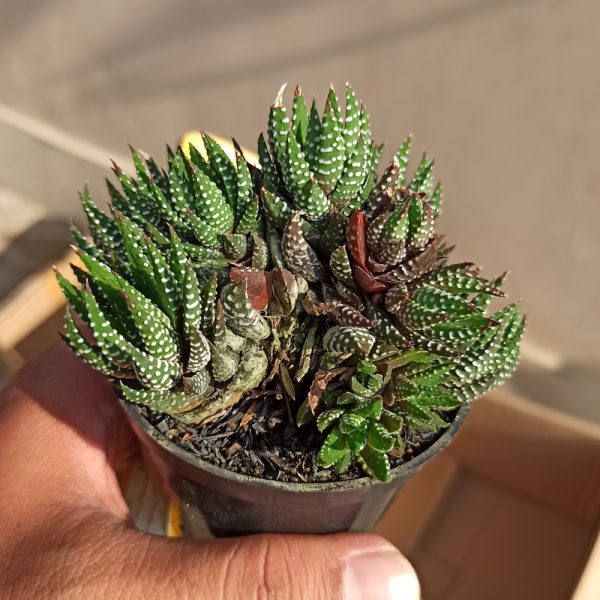 211. Haworthia Reinwardtii – Zebra Wart Cluster