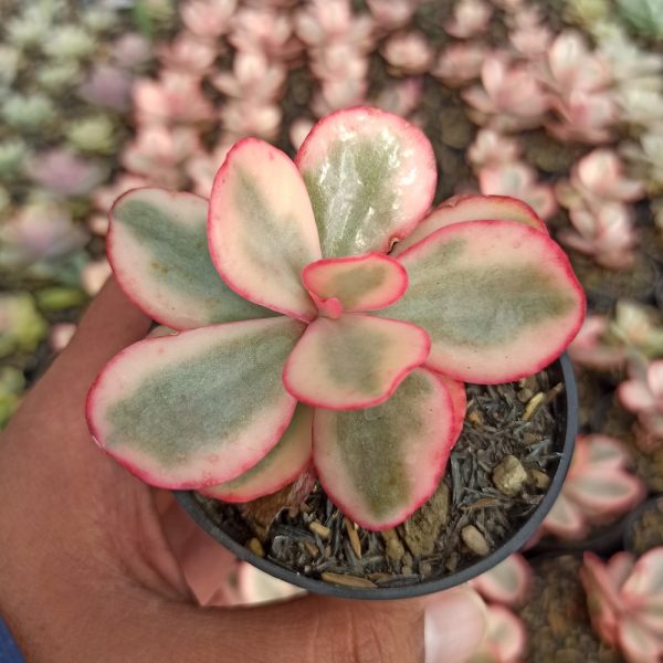 181. Echeveria Zorro Variegated Mutation