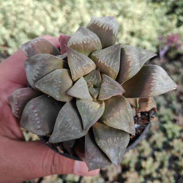 217. Haworthia Magnifica Enigma