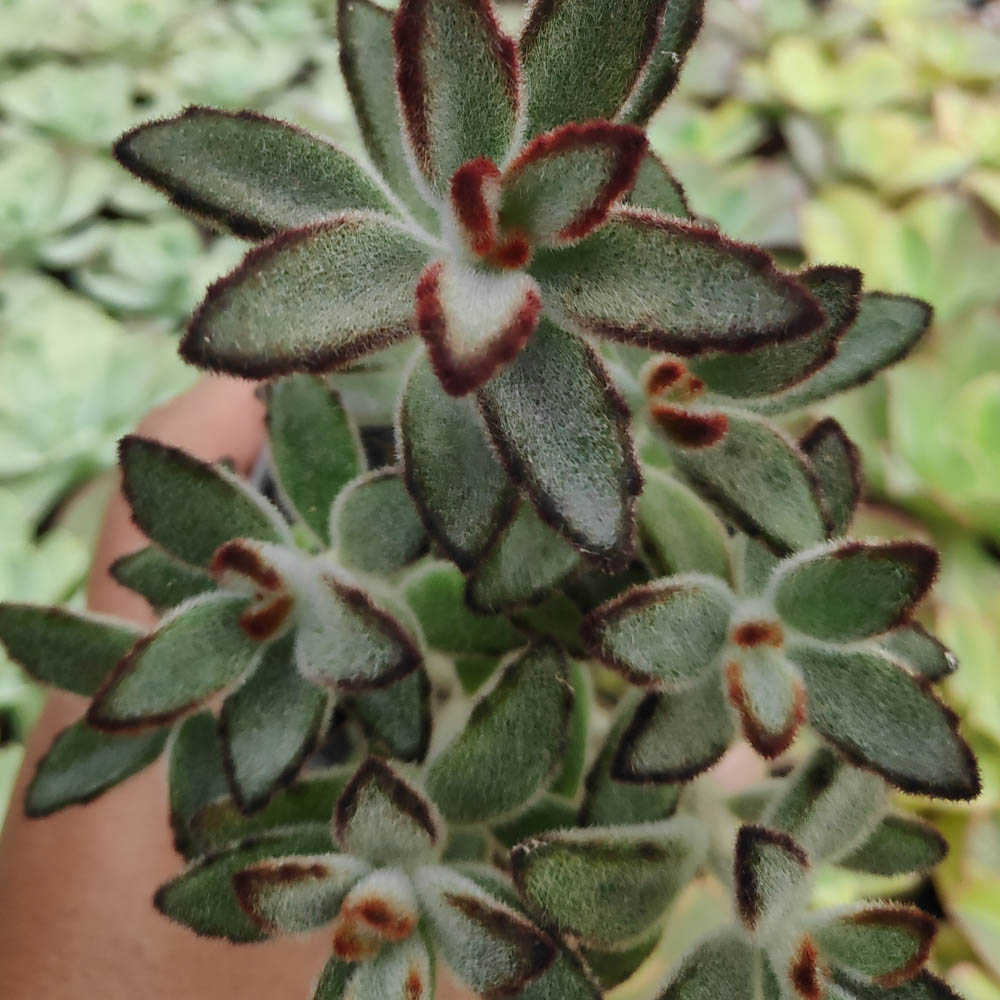 Buy Sell High Quality Kalanchoe Tomentosa From Indonesia