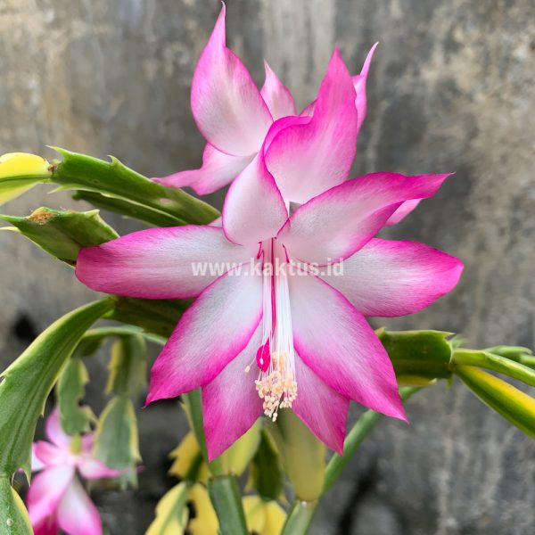 112. Schlumbergera Truncata Variegated - Thanksgiving Cactus ( Appendix II – Special Permit Needed* )