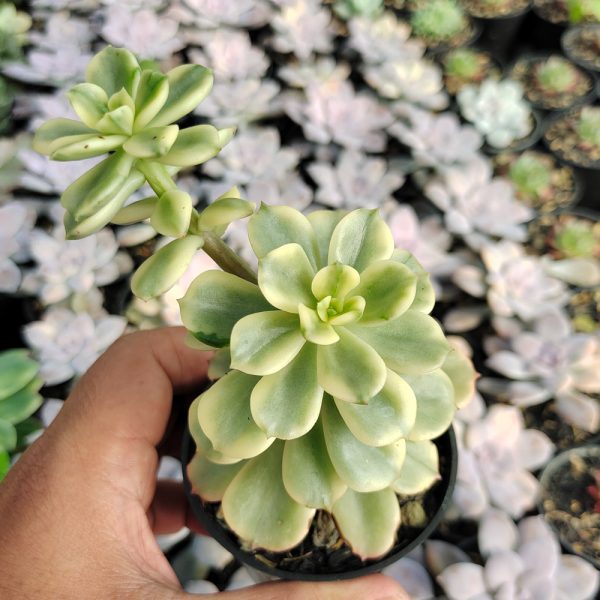 225. Echeveria Pulidonis Mutation Variegated