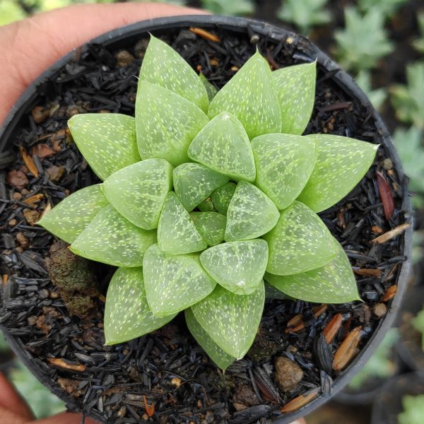 230. Haworthia Reticulata Var. Hurlingii