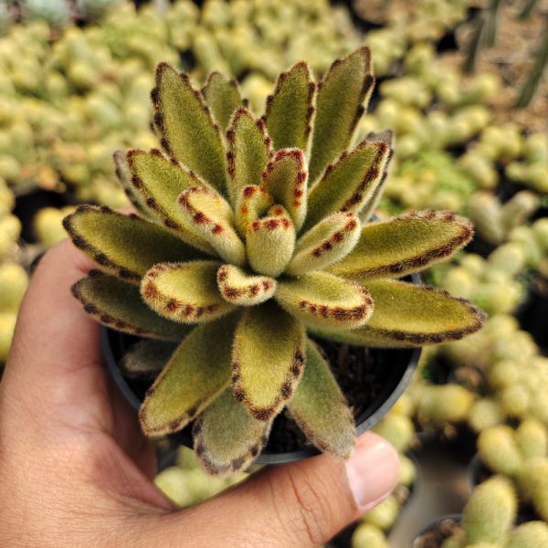 231. Kalanchoe Tomentosa Chocolate Soldier