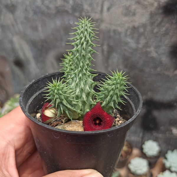 237. Huernia Schneideriana 'Red Dragon'