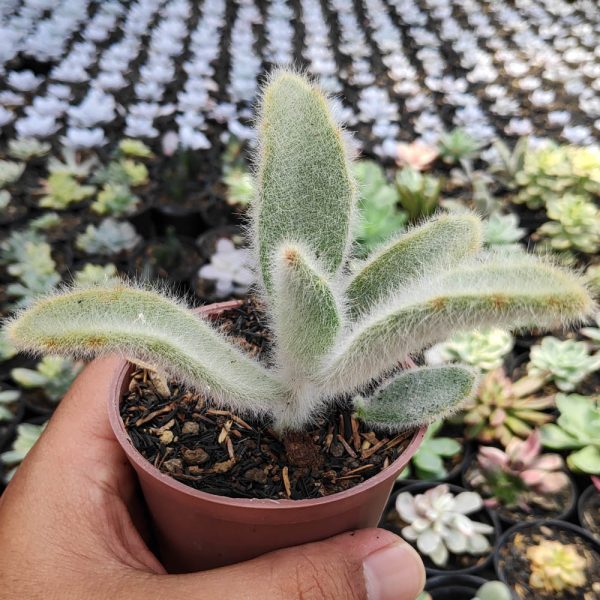 240. Kalanchoe Tomentosa Hairy