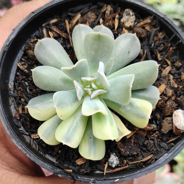 241. Echeveria Cubic Frost Variegated