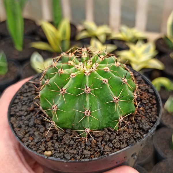 282. Echinocactus Eyriesii ( Appendix II – Special Permit Needed* )