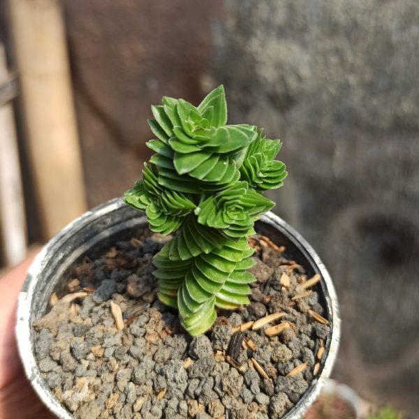 253. Crassula Estagnol