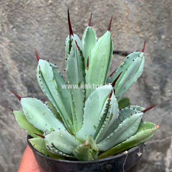 258. Agave Potatorum CV. Cubic