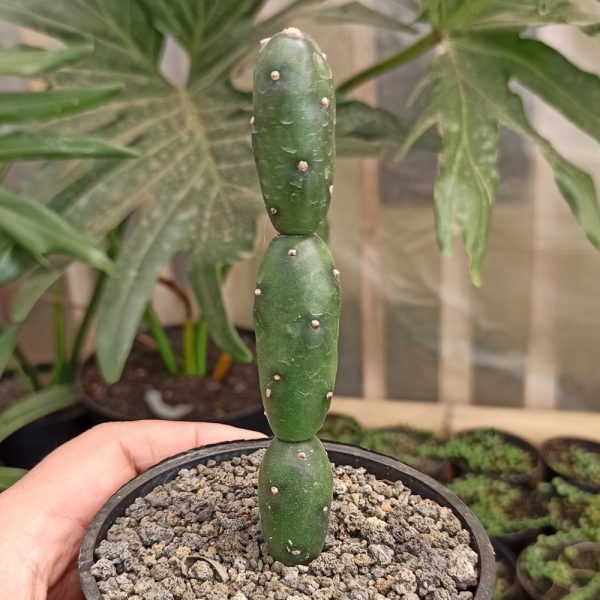 260. Opuntia Canterae ( Appendix II – Special Permit Needed* )