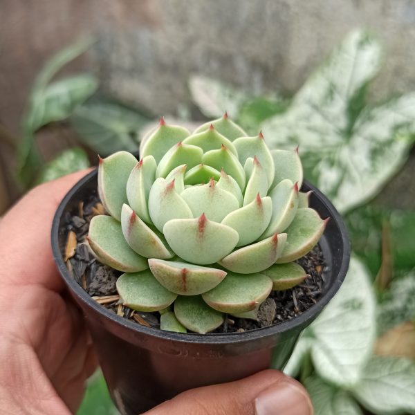 268. Echeveria Ben Badis