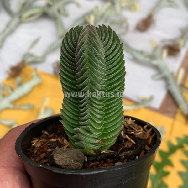 188. Crassula ‘Buddha’s Temple’