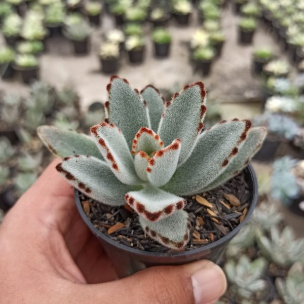 278. Kalanchoe Tomentosa