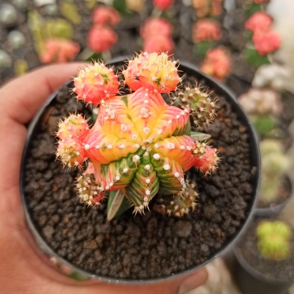 280. Gymnocalycium Mihanovichii - Rainbow / Tricolor ( Appendix II – Special Permit Needed* )