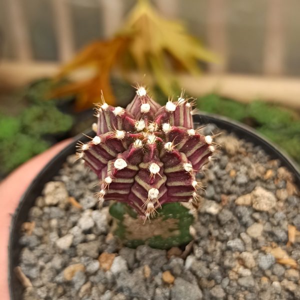 281. Gymnocalycium Mihanovichii - Purple ( Appendix II – Special Permit Needed* )