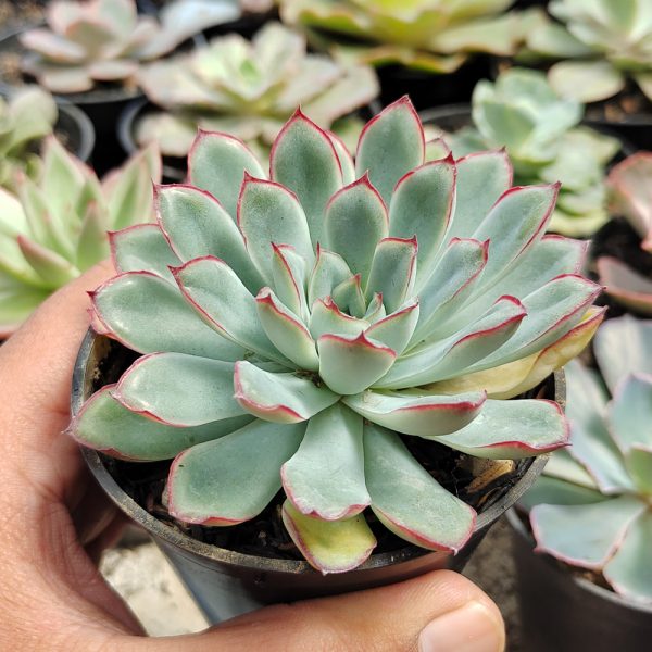 010. Echeveria Pulidonis