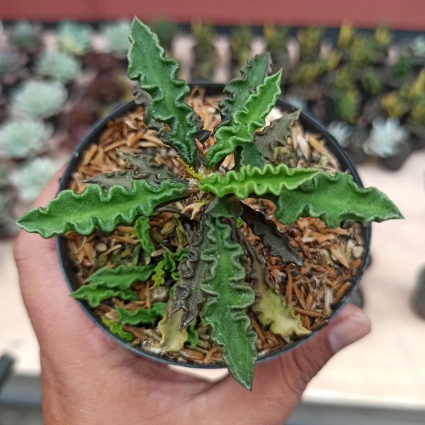 109. Euphorbia Decaryi Var. Spirosticha ( Appendix I Restricted Items - For Indonesia Shipment Only. )