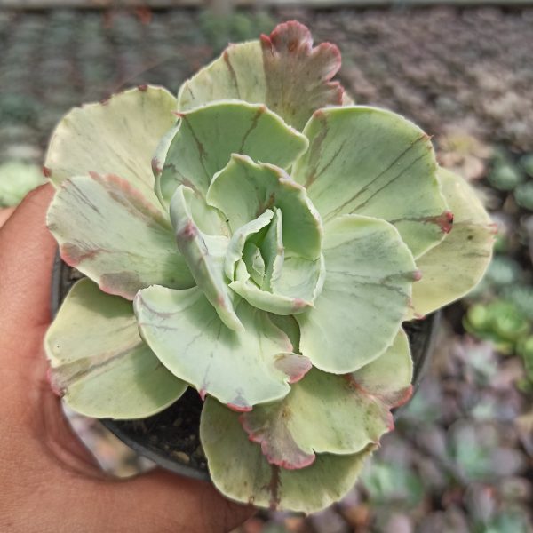 183. Echeveria Chantilly Mutation