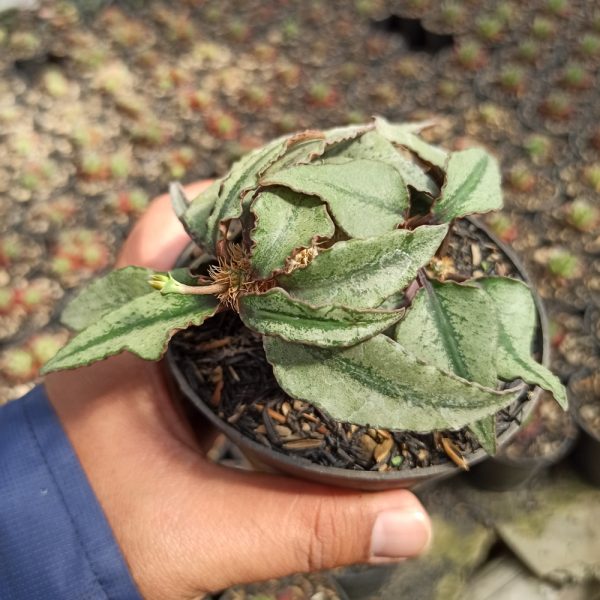 294. Euphorbia Francoisii ( Appendix I Restricted Items - For Indonesia Shipment Only. )