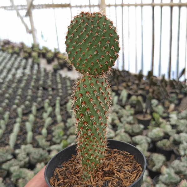 300. Opuntia Microdays ( Appendix II – Special Permit Needed* )