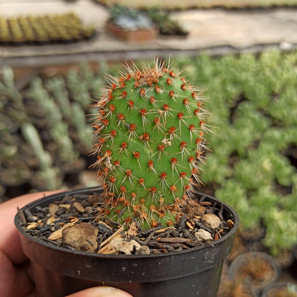 kaktus.id