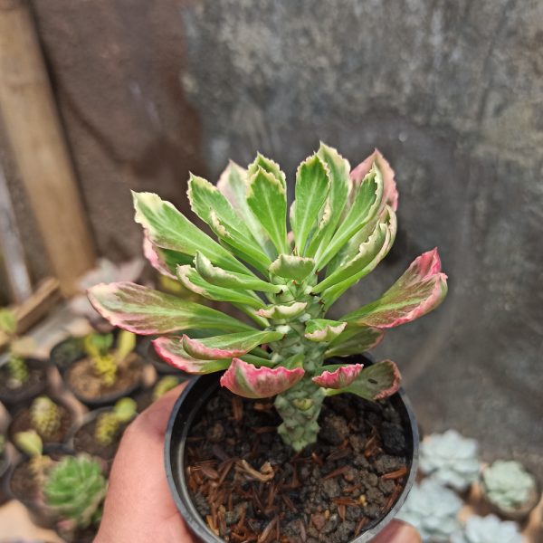 Monadenium Stapelioides White Variegated